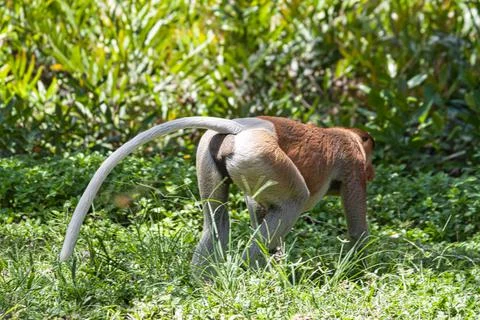 Nose-Monkey in Borneo Stock Photos