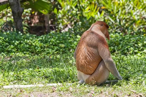 Nose-Monkey in Borneo Stock Photos