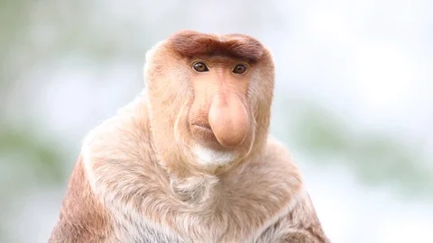Nose monkey Stock Footage 90060308