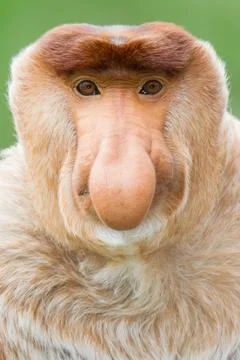 Nose monkey Stock Photos