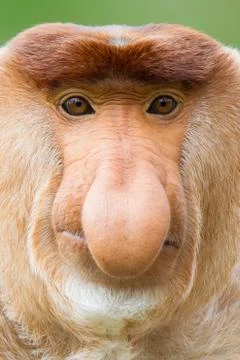 Nose monkey Stock Photos