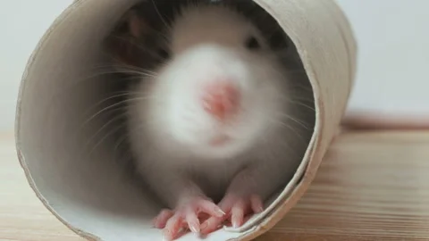 The nose of the mouse. close Video stock 103982172