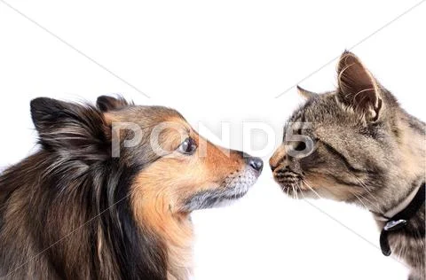 Nose to nose cat and dog Stock Photos