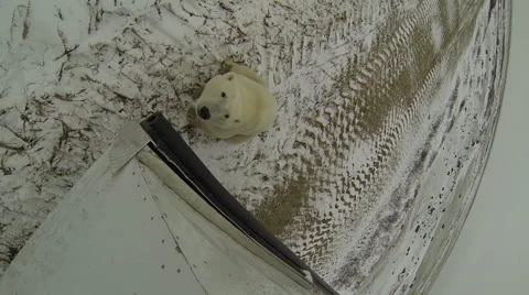 Nose-to-nose with a polar bear Stock Footage 62957433