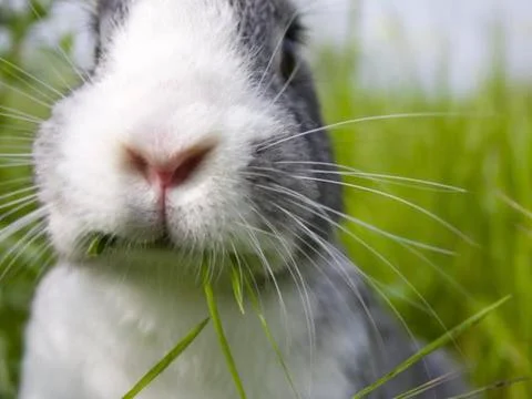 The nose from a rabbit Foto stock