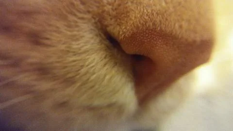 Nose of a red cat Foto stock