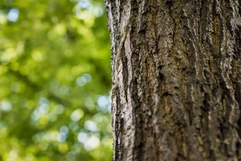 A nose-to-tail procession of processionary caterpillars on tree trunk Stock Photos