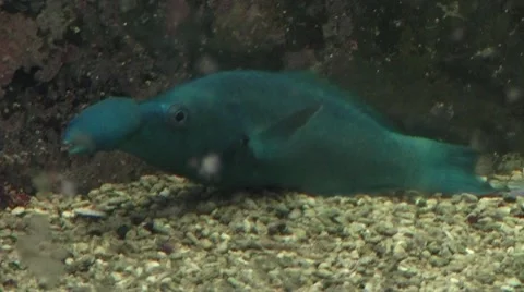 Nosed fish Video stock 8601197