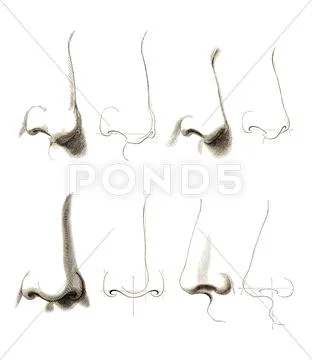 Noses,artwork Stock Illustration