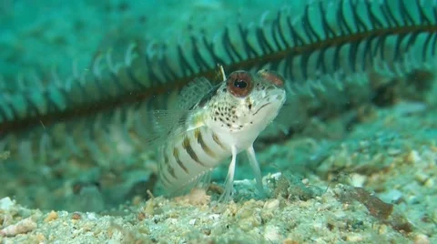 Nosestripe Sandperch Stock Footage 52528473