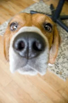 Nosey Beagle Stock Photos