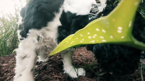 Nosey dog cooper Stock Footage 150105836