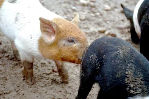 Nosey Pig Photos