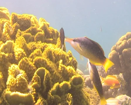 NOSIK 1 Stock Footage 30129938