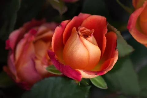 Nostalgia of roses Stock Photos