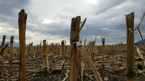 Nostalgic corn field after autumn harvest during a cloudy evening. Stock Footage 97717766