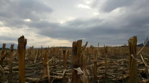 Nostalgic corn field after autumn harvest during a cloudy evening. Stock Footage 97718315