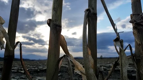 Nostalgic corn field after autumn harvest during a cloudy evening. Stock Footage 97718444