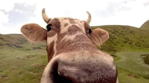 Nostrils cow closeup Stock Footage 40618257