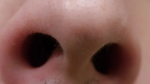 Nostrils 스톡 동영상 35302579