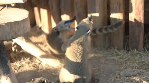 Nosuhs show aggression Video stock 68333184