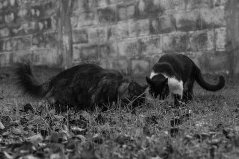 Nosy cats Stock Photos
