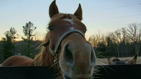 Nosy Horse Video stock 314701