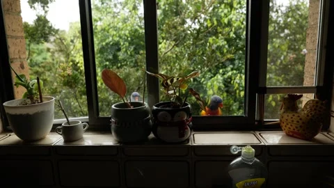 Nosy Lorikeets looking through a kitchen window in Sydney 6K Stock Footage 308375136