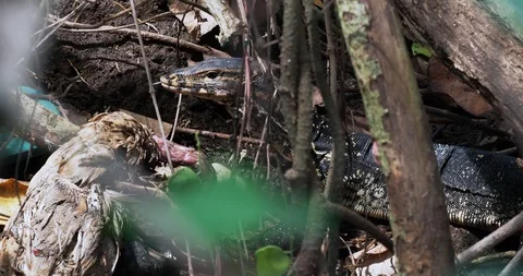 Not a big varan eats a dead heron Stock Footage 116914933