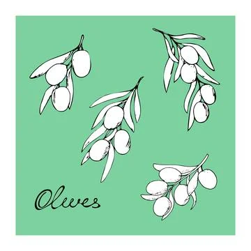 Not colored Hand-drawn olives on green background Stock Illustration