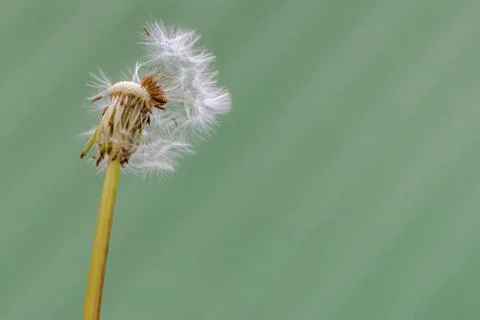 Not complete dandelion head Stock Photos