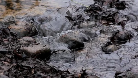 Not a deep forest stream flows over dark stones in autumn, cold water and fallen Stock Footage 79847785
