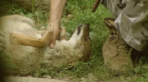 Not dog2 Stockbeeldmateriaal 10835731