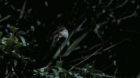 Not of This Earth:  Call of the Cuban Solitaire -- MCU 스톡 동영상 98809503