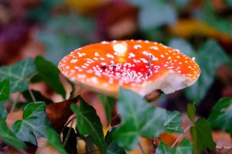 Not eatable red agaric fly mushroom in the forest Stock Photos