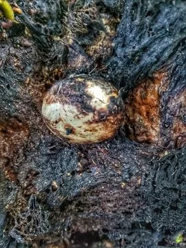 Not eggs Stock Photos