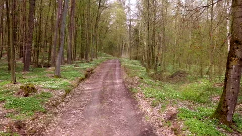 Not heigh flight over sandy road in spring polish forest. 4k AERIAL Stock Footage 153796033