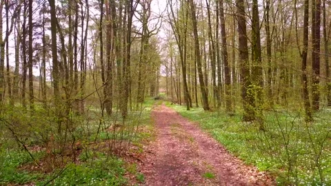 Not heigh flight over sandy road in spring polish forest. 4k AERIAL Stock Footage 153827052