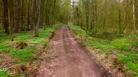 Not heigh flight over sandy road in spring polish forest. 4k AERIAL Stock Footage 154045920