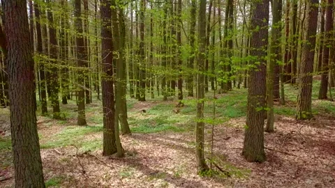 Not high flight in beautiful spring forest. 4k AERIAL. 動画素材 153826930
