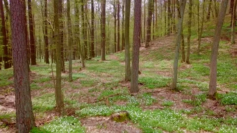 Not high flight in beautiful spring forest. 4k AERIAL. Stock Footage 153827002