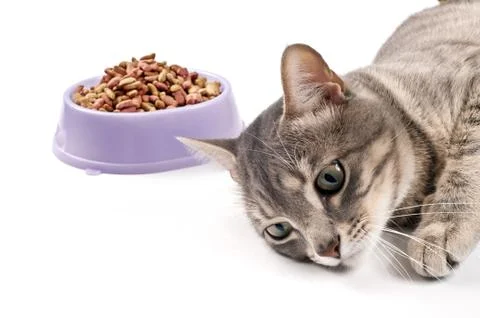 Not hungry cat Stock Photos