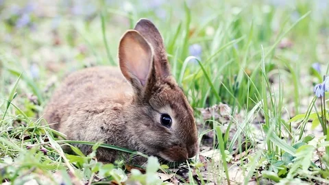 Not a large brown rabbit with big ears eats young green grass Stock Footage 128300594