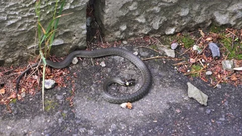 Not a poison snake. small snake already close up Stock Footage 133305182