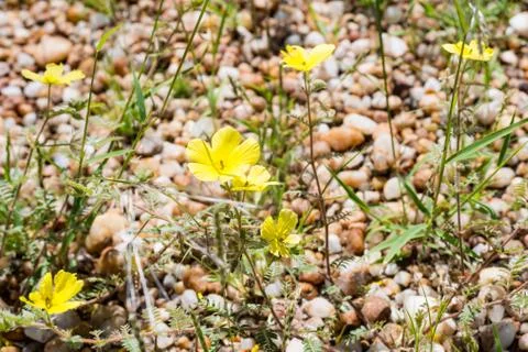 Not precisely known flower by the roadside in Namibia Stock Photos