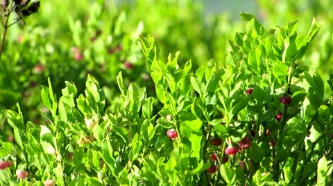 Not ripe blueberries Stock Footage 68807257
