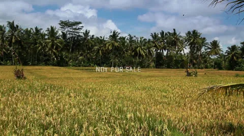 Not For Sale Stock Footage 26233028