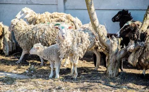 Not sheared sheep in the yard. selective focus. 스톡 사진