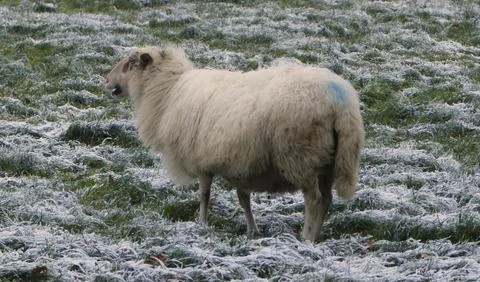Not sure if this sheep likes snow.... Stock Photos