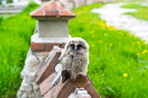 Not too small to be so angry bird Stock Photos